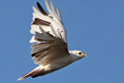_MG_1444 Leucistic Red-tailed Hawk.jpg