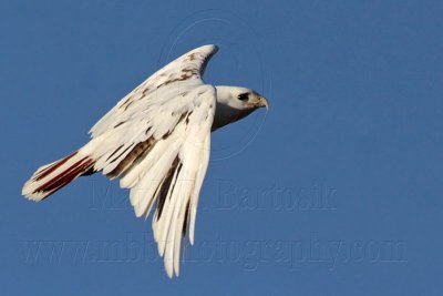 _MG_1445 Leucistic Red-tailed Hawk.jpg