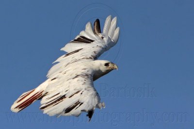 Leucistic Red-tailed Hawk - Katy - Texas -  December 2009