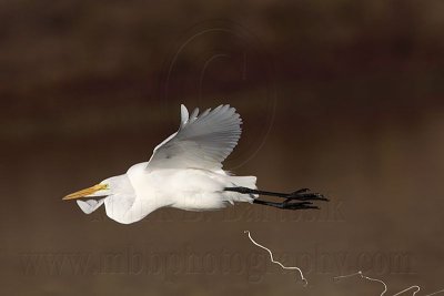 _MG_3860 Great Egret.jpg