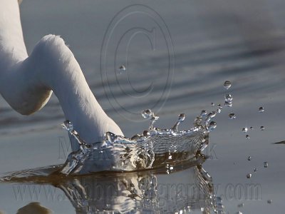 _MG_5545 Great Egret.jpg