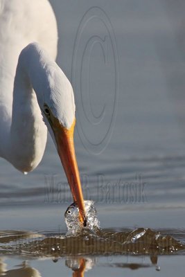 _MG_5546 Great Egret.jpg