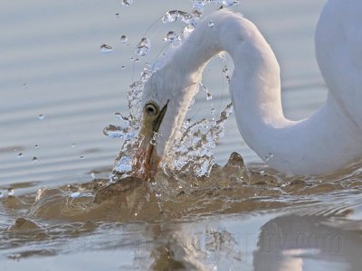 _MG_5592 Great Egret.jpg