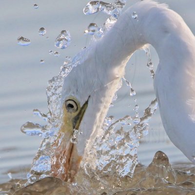 _MG_5592crop Great Egret.jpg