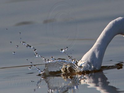 _MG_5773 Great Egret.jpg