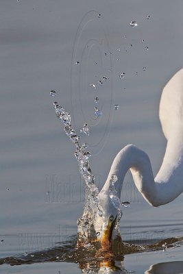 _MG_5814 Great Egret.jpg