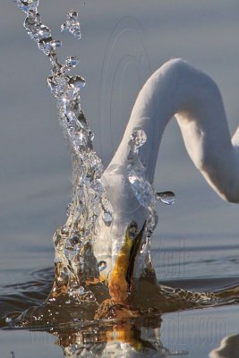 _MG_5814crop Great Egret.jpg