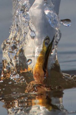 Great Egret striking prey - close ups