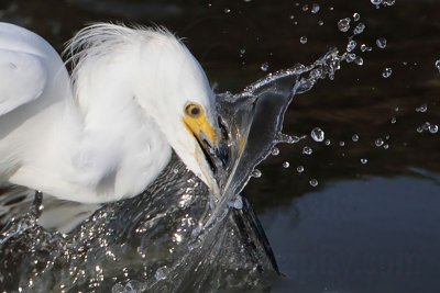 Snowy Egret striking prey - close ups