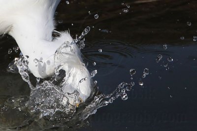 _MG_9110 Snowy Egret.jpg