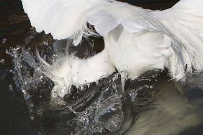 _MG_9678 Snowy Egret.jpg