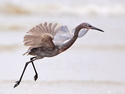 _MG_1204 Reddish Egret.jpg