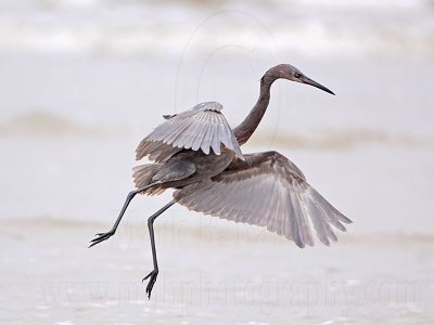 _MG_1210 Reddish Egret.jpg