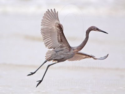 _MG_1211 Reddish Egret.jpg