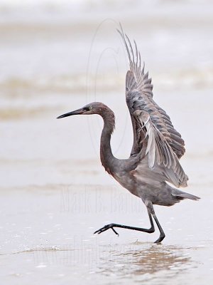 _MG_1226 Reddish Egret.jpg