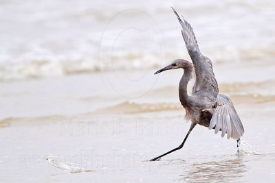 _MG_1230 Reddish Egret.jpg