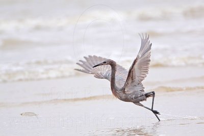 _MG_1231 Reddish Egret.jpg