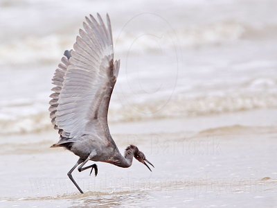 _MG_1238 Reddish Egret.jpg