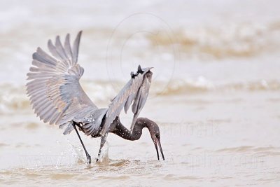 _MG_1469 Reddish Egret.jpg