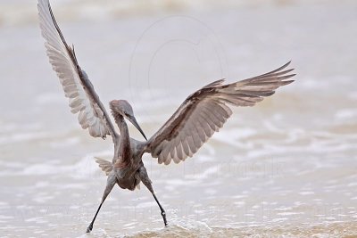 _MG_1519 Reddish Egret.jpg