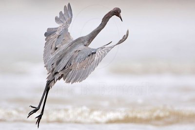 _MG_1531 Reddish Egret.jpg