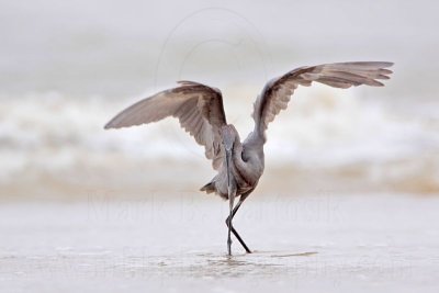 _MG_1586 Reddish Egret.jpg