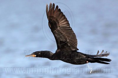 Neotropic Cormorant defecating on the wing