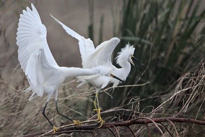 _MG_0686 Snowy Egret.jpg