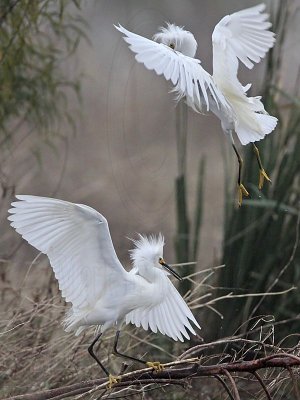 Snowy Egret - fight#1