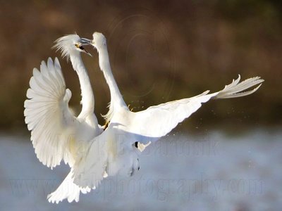 Snowy Egret - fight#2
