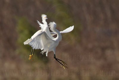 _MG_0608 Snowy Egret.jpg