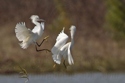 _MG_0633 Snowy Egret.jpg