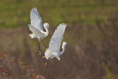 _MG_0655 Snowy egret.jpg