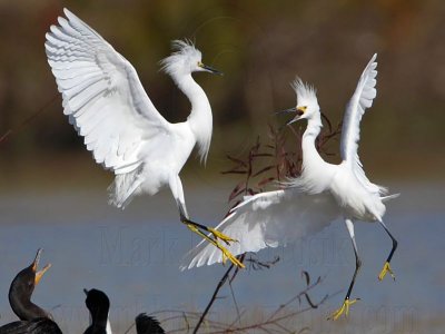 Snowy Egret - fight#3