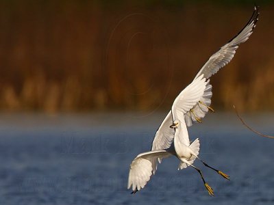 _MG_5971 Snowy Egret & Ring-billed Gull.jpg