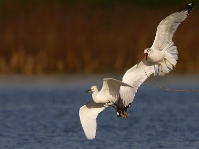 Snowy Egret & Ring-billed Gull - interspecific  kleptoparasitism