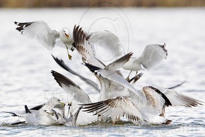 _MG_3817 Snowy Egret & Ring-billed Gull .jpg