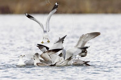 _MG_3821 Snowy Egret & Ring-billed Gull.jpg