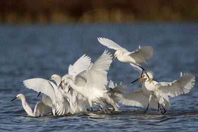 _MG_4657 Snowy Egret.jpg
