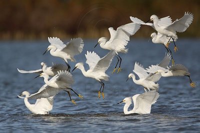 _MG_4680 Snowy Egret.jpg