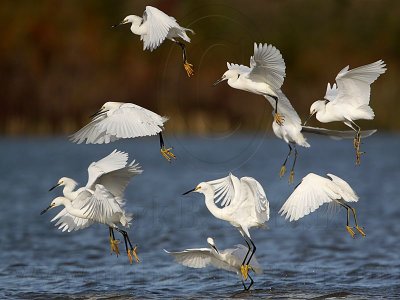 _MG_4691 Snowy Egret.jpg