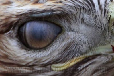 _MG_5830crop Red-tailed Hawk - nictitating membrane.jpg