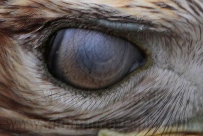 _MG_6613crop Red-tailed Hawk - nictitating membrane.jpg