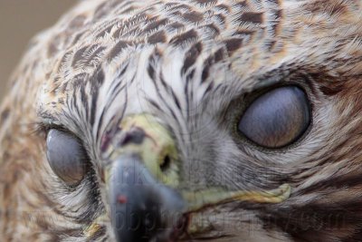 _MG_6931crop Red-tailed Hawk - nictitating membrane.jpg