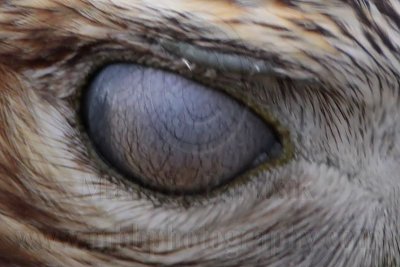 _MG_7046crop Red-tailed Hawk - nictitating membrane.jpg