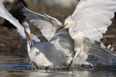 _MG_7335 Great  & Snowy Egret.jpg