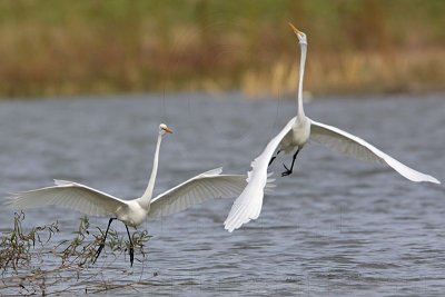 _MG_0440 Great Egret.jpg