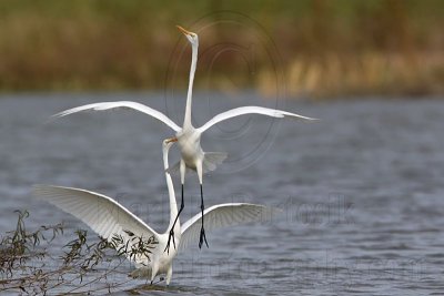 _MG_0444 Great Egret.jpg