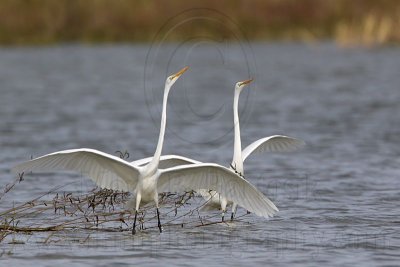 _MG_0447 Great Egret.jpg