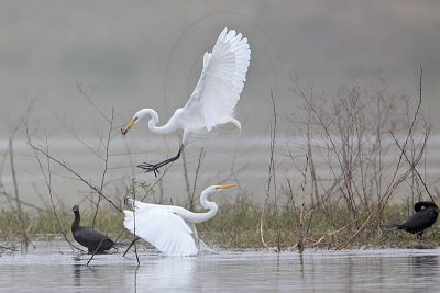 _MG_3442 Great Egret.jpg